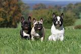 BOULEDOGUE FRANCAIS 536